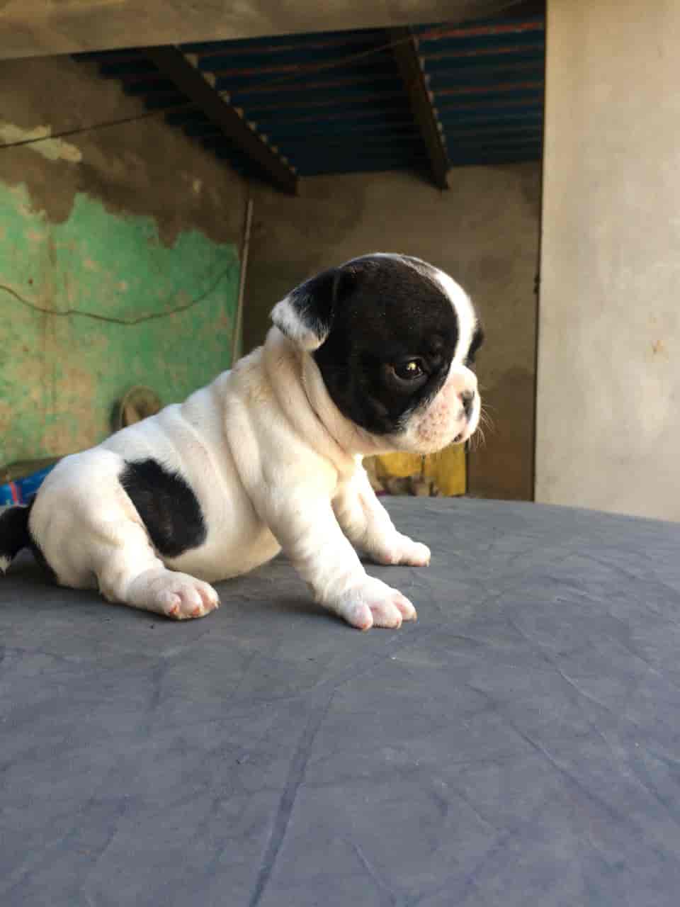 Ansh Pet Shop in Koharapeer,Bareilly Best Pet Shops in Bareilly