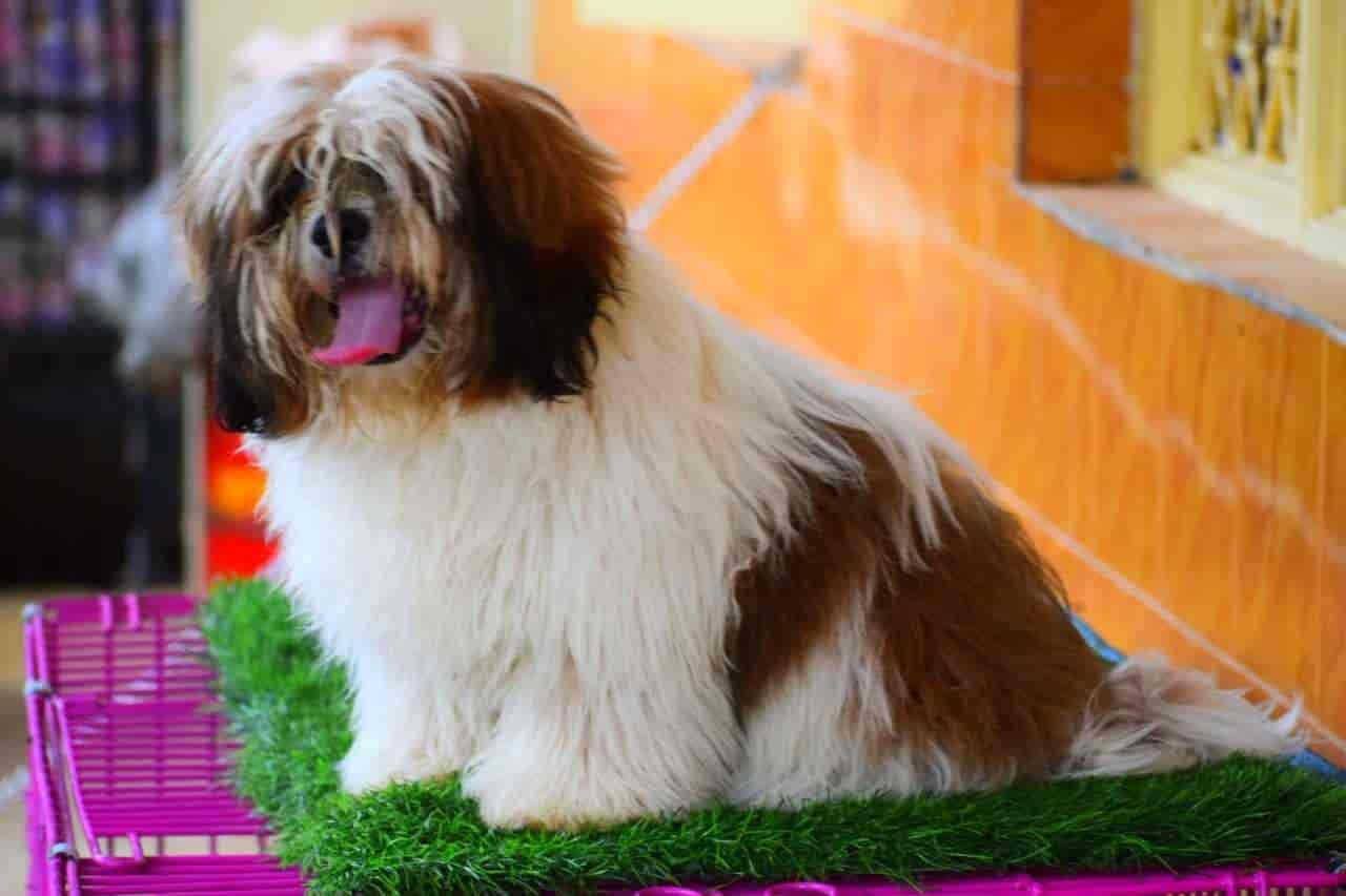 Ansh Pet Shop in Koharapeer,Bareilly Best Pet Shops in Bareilly