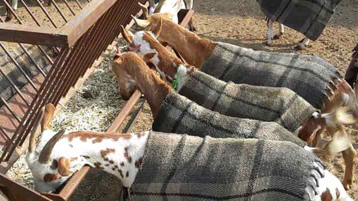 Faridpur Goat Markets Faridpur Goat Markets
