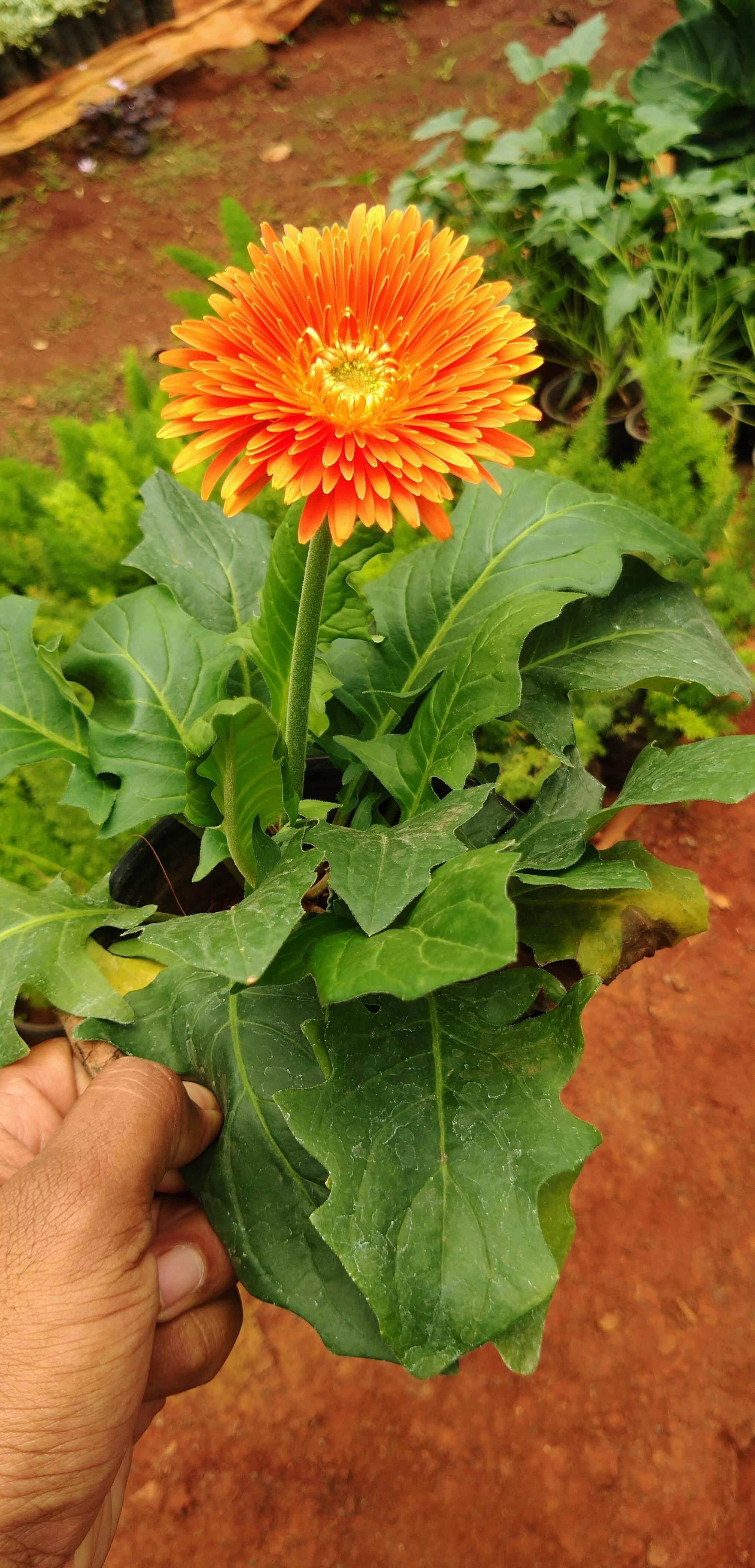 Top Concrete Flower Pot Dealers in Belgaum कंक्रीट फ्लावर पॉट डीलर्स, बेलगाउं near me Justdial