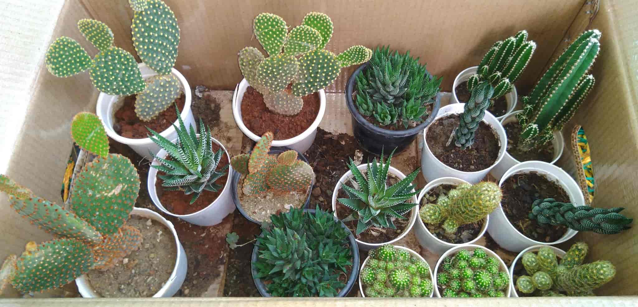 Top Concrete Flower Pot Dealers in Belgaum कंक्रीट फ्लावर पॉट डीलर्स, बेलगाउं near me Justdial