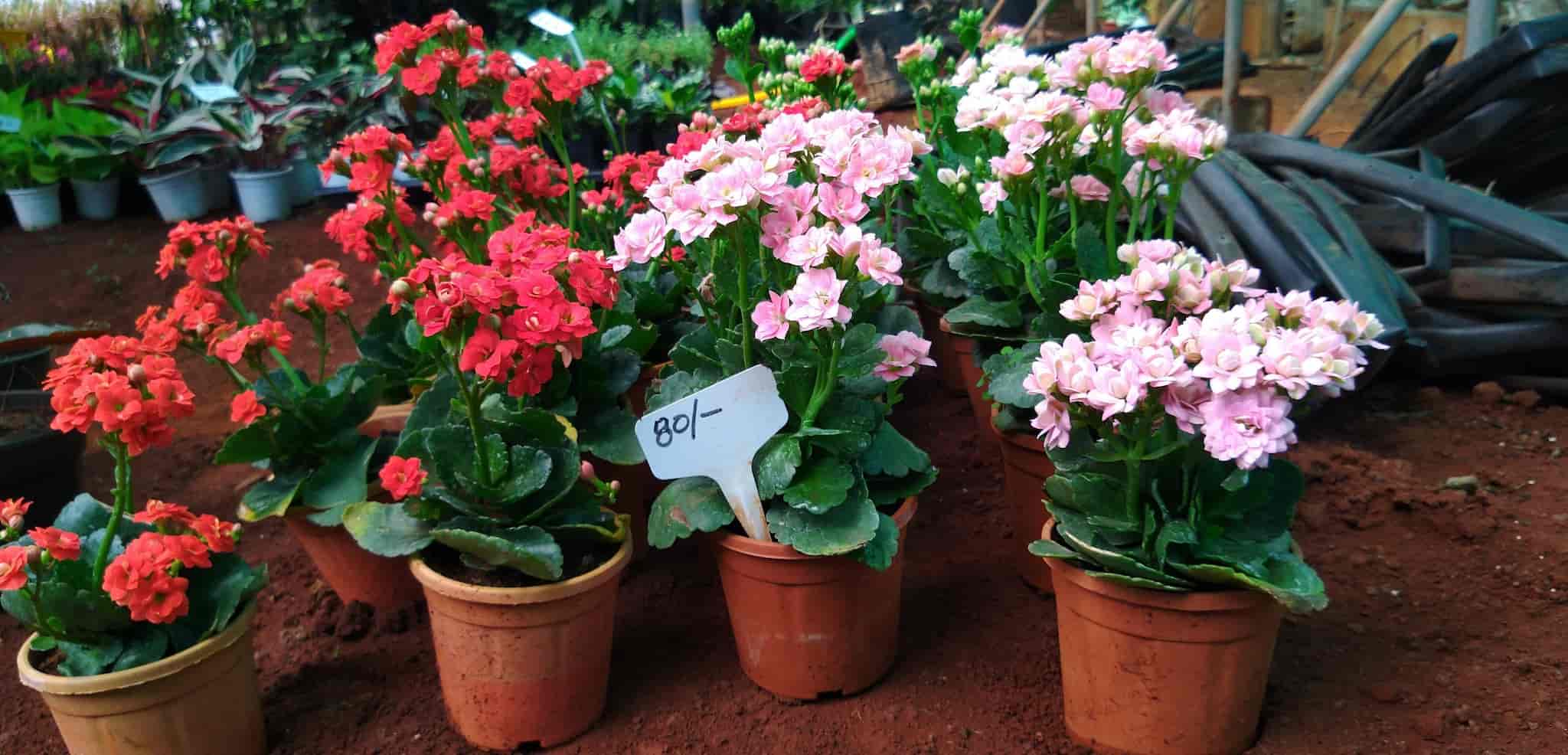 Top Concrete Flower Pot Dealers in Belgaum कंक्रीट फ्लावर पॉट डीलर्स, बेलगाउं near me Justdial