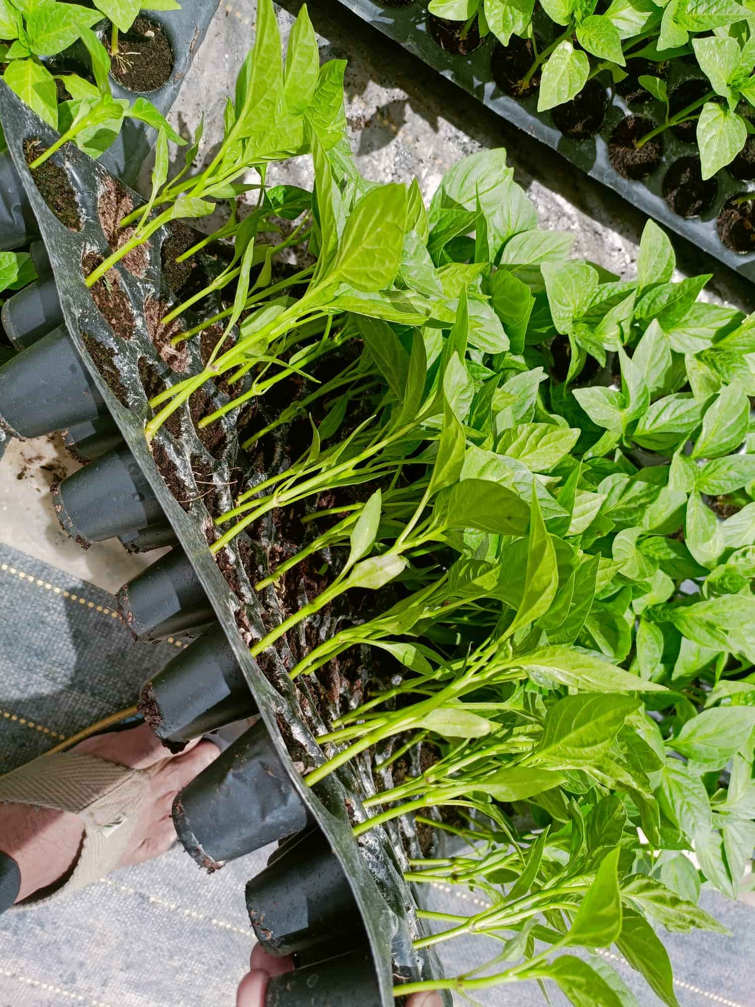 Catalogue Kisan Hitech Nursery in Belgaum Justdial