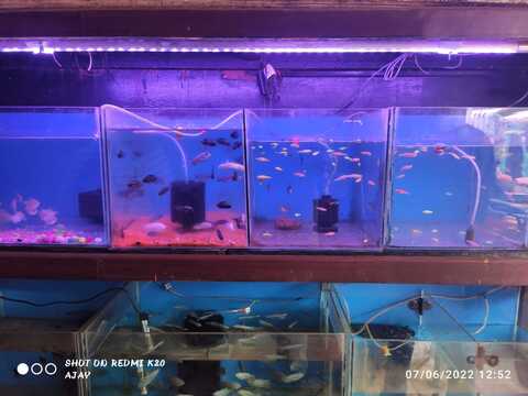 Animal Planet Pet Shop in Angol Belgaum - Best Pet Shops in Belgaum - Justdial Animal Planet Pet Shop in Angol Belgaum - Best Pet Shops in Belgaum - Justdial