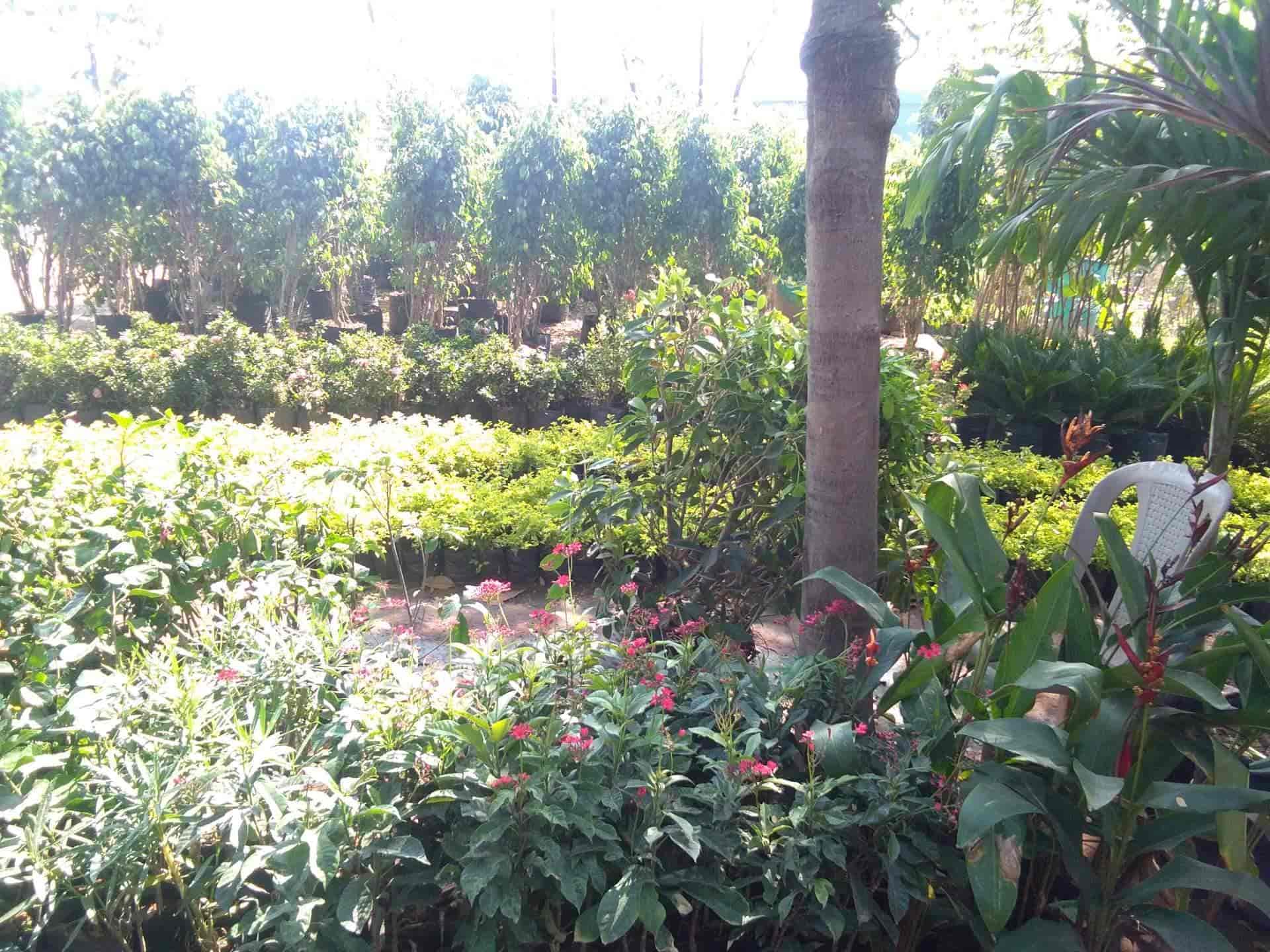 Tree Plant Nursery Near Me : Plant Nursery Plant Nursery Near Me Plant