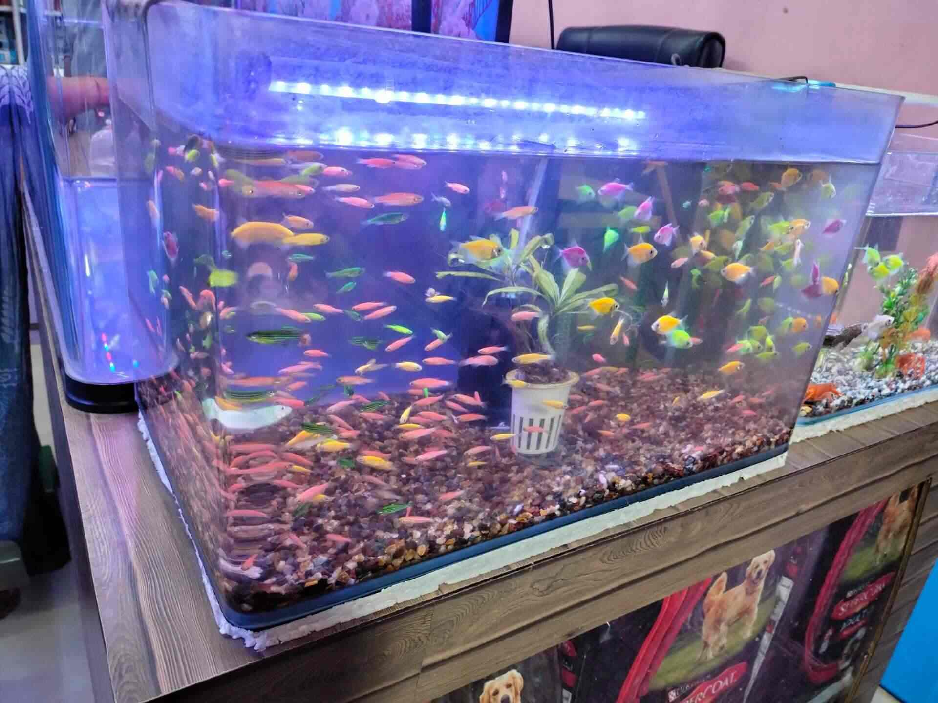 Maa Tara Tarini Aquarium and Pet Shop in Gatebazar,Berhampurodisha