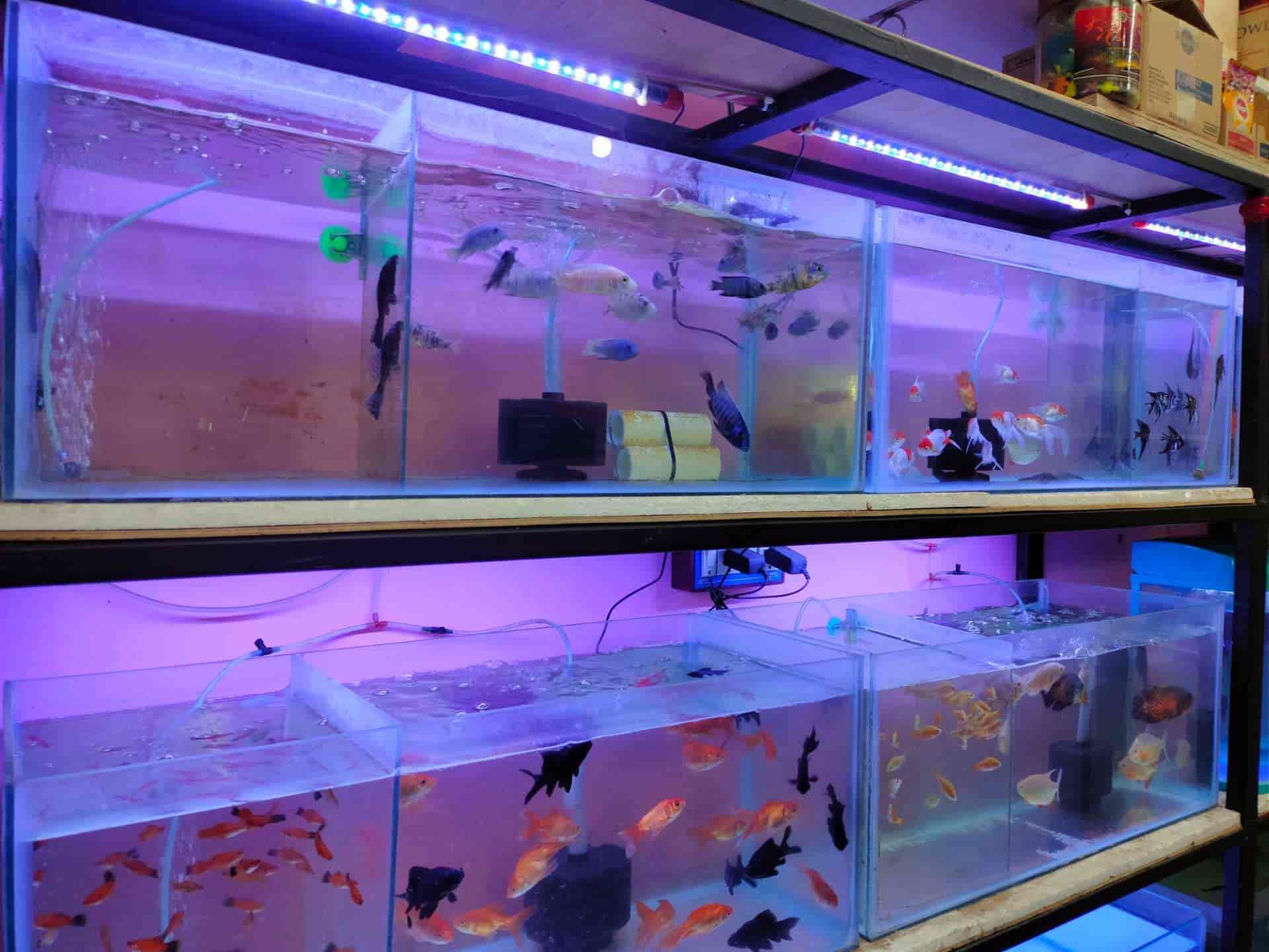 Maa Tara Tarini Aquarium and Pet Shop in Gatebazar,Berhampurodisha