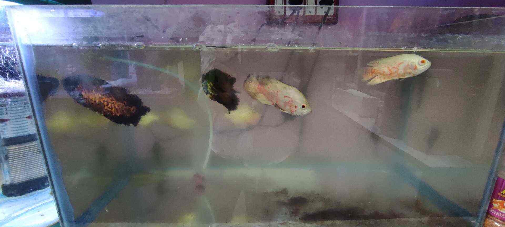 Maa Tara Tarini Aquarium and Pet Shop in Gatebazar,Berhampurodisha