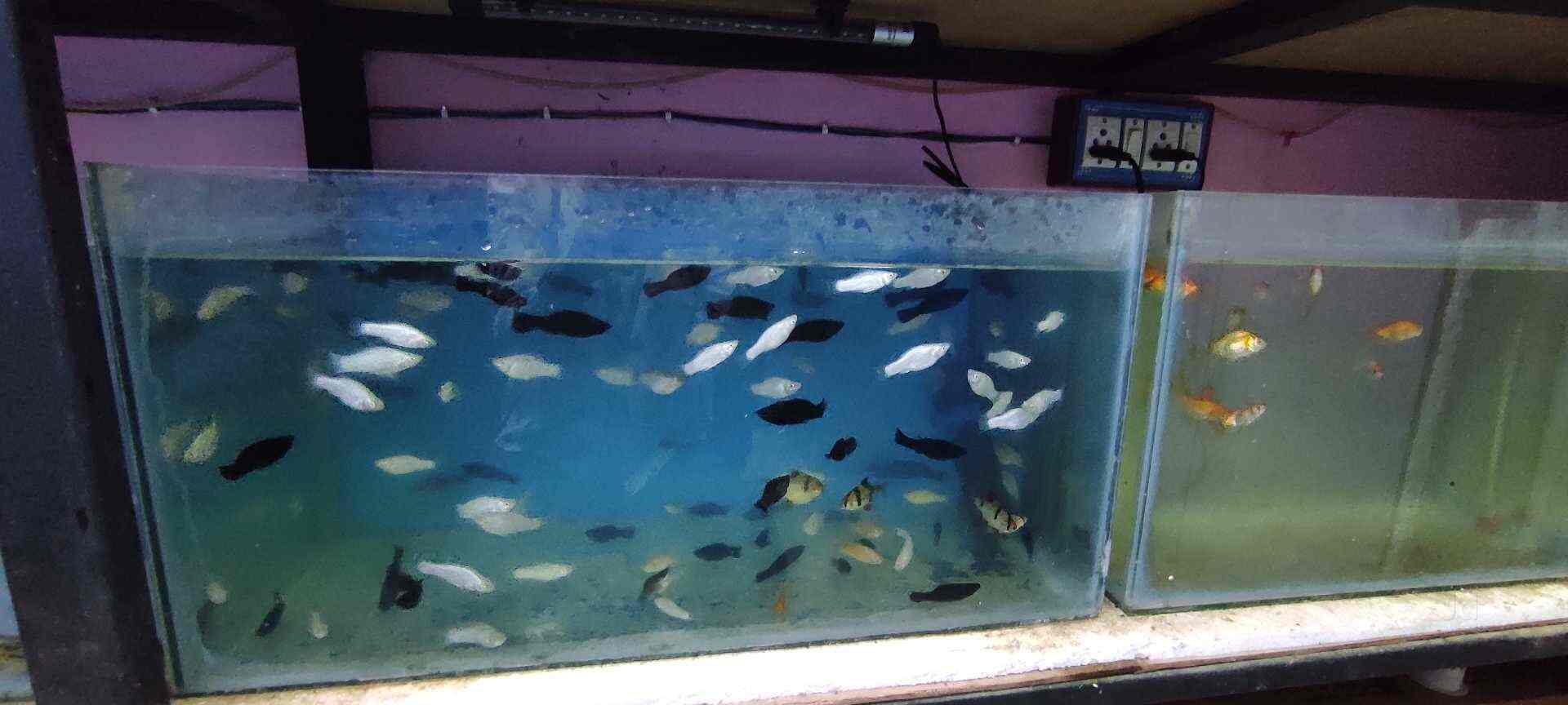 Maa Tara Tarini Aquarium and Pet Shop in Gatebazar,Berhampurodisha