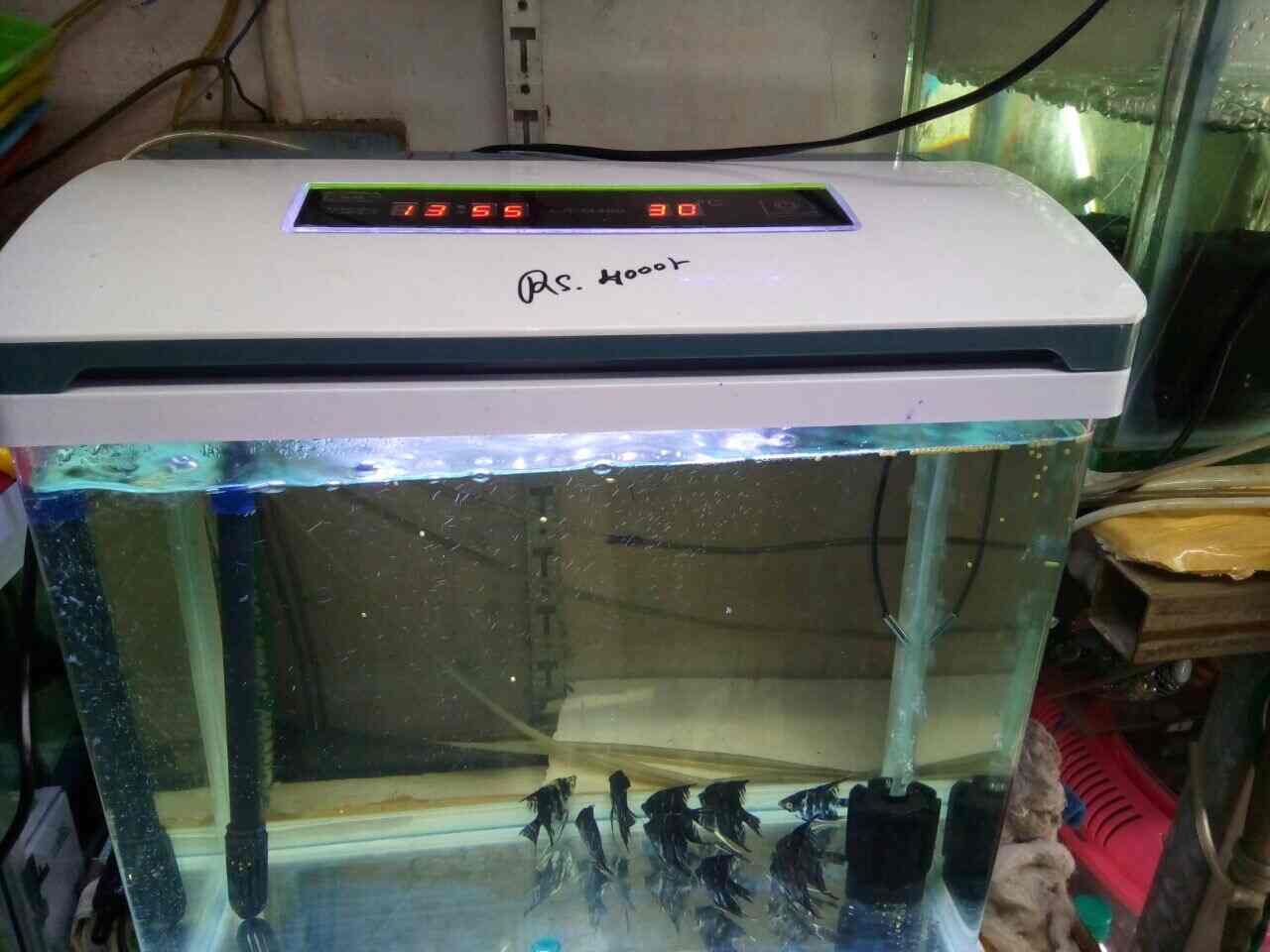 Top Pet Shops in Karwar Best Pet Store near me Justdial