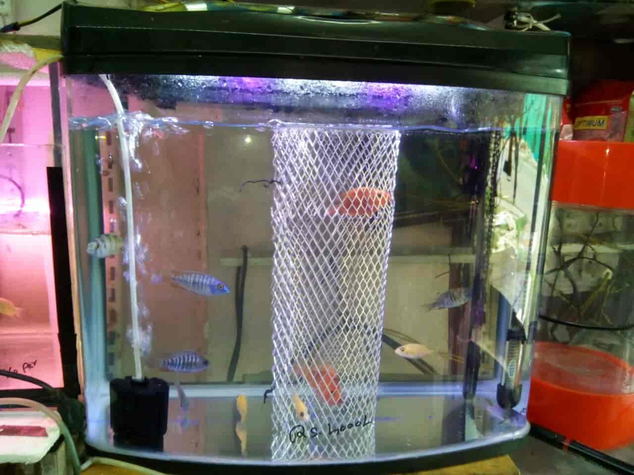 Top Pet Shops in Karwar Best Pet Store near me Justdial