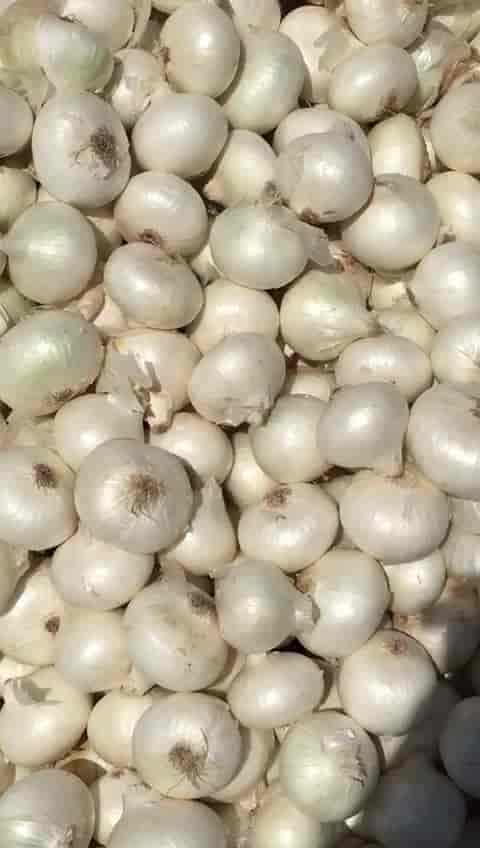 あすか Top Pomegranate Fruit Wholesalers in Bhavnagar near me
