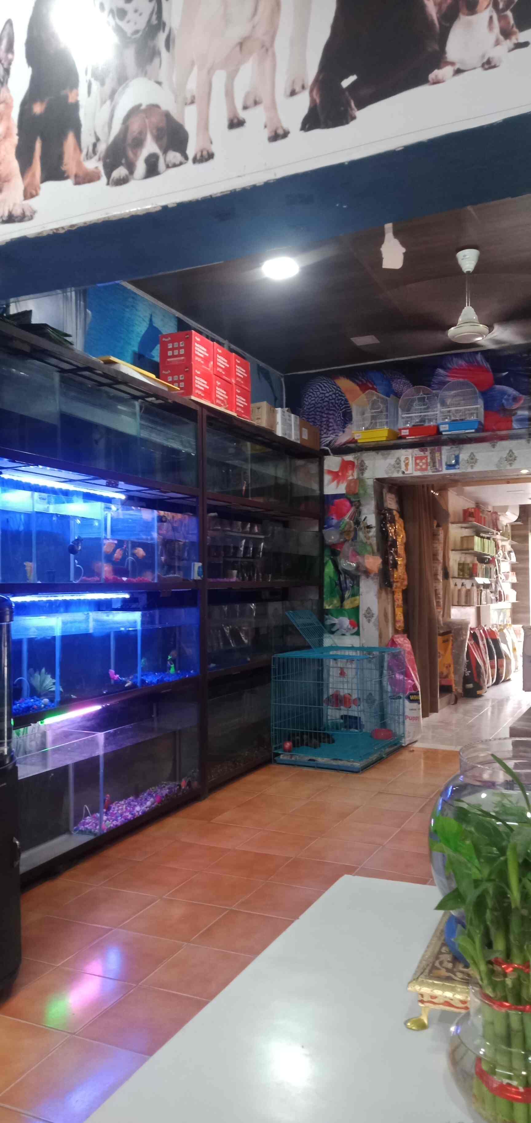 ART Pet Shop & Fish Aquarium, Bhopal Ganj Pet Shops in Bhilwara
