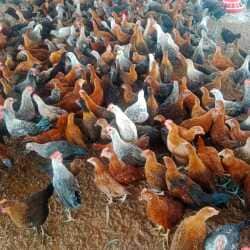 Top Country Chicken Farming in Ashoknagar - Best Desi Chicken ...