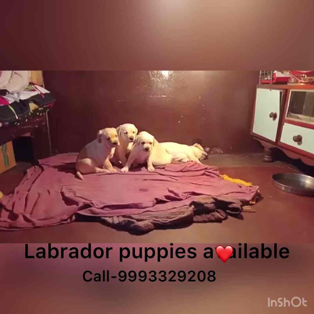 Top Pet Shops For German Shepherd Dog in New Market Best German