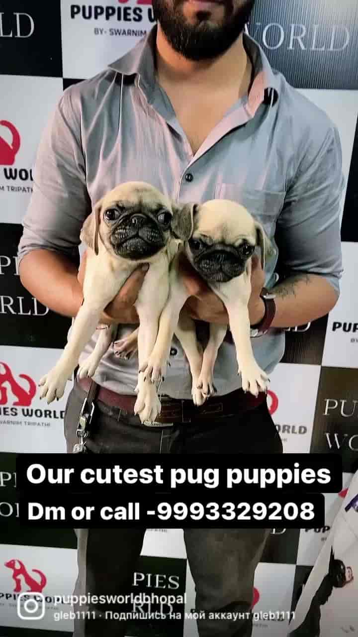 Top Pet Shops For German Shepherd Dog in New Market Best German