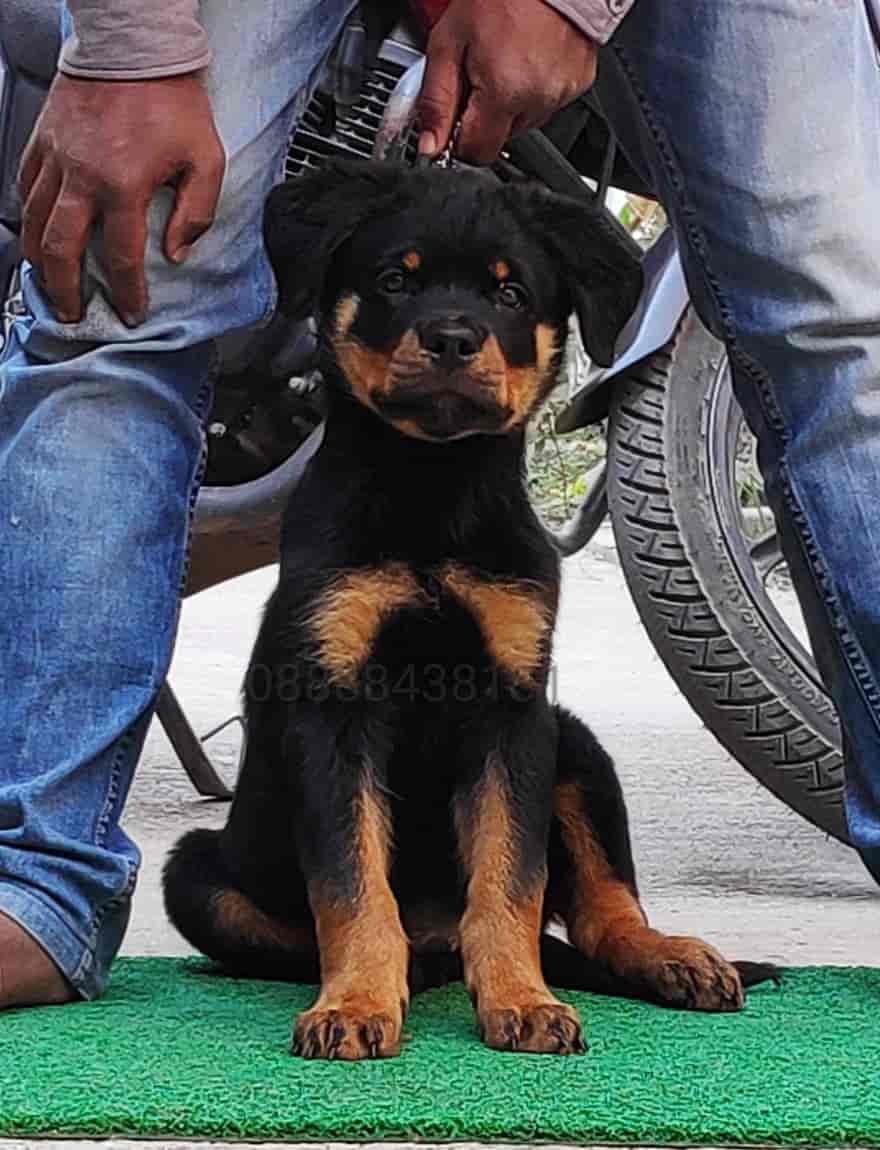 Top Pet Shops in Bhopal Best Pet Store near me Justdial