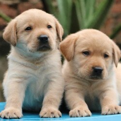 Top Pet Shops For Golden Retriever Dog In Bhopal Best Pet Stores For Golden Retriever Justdial