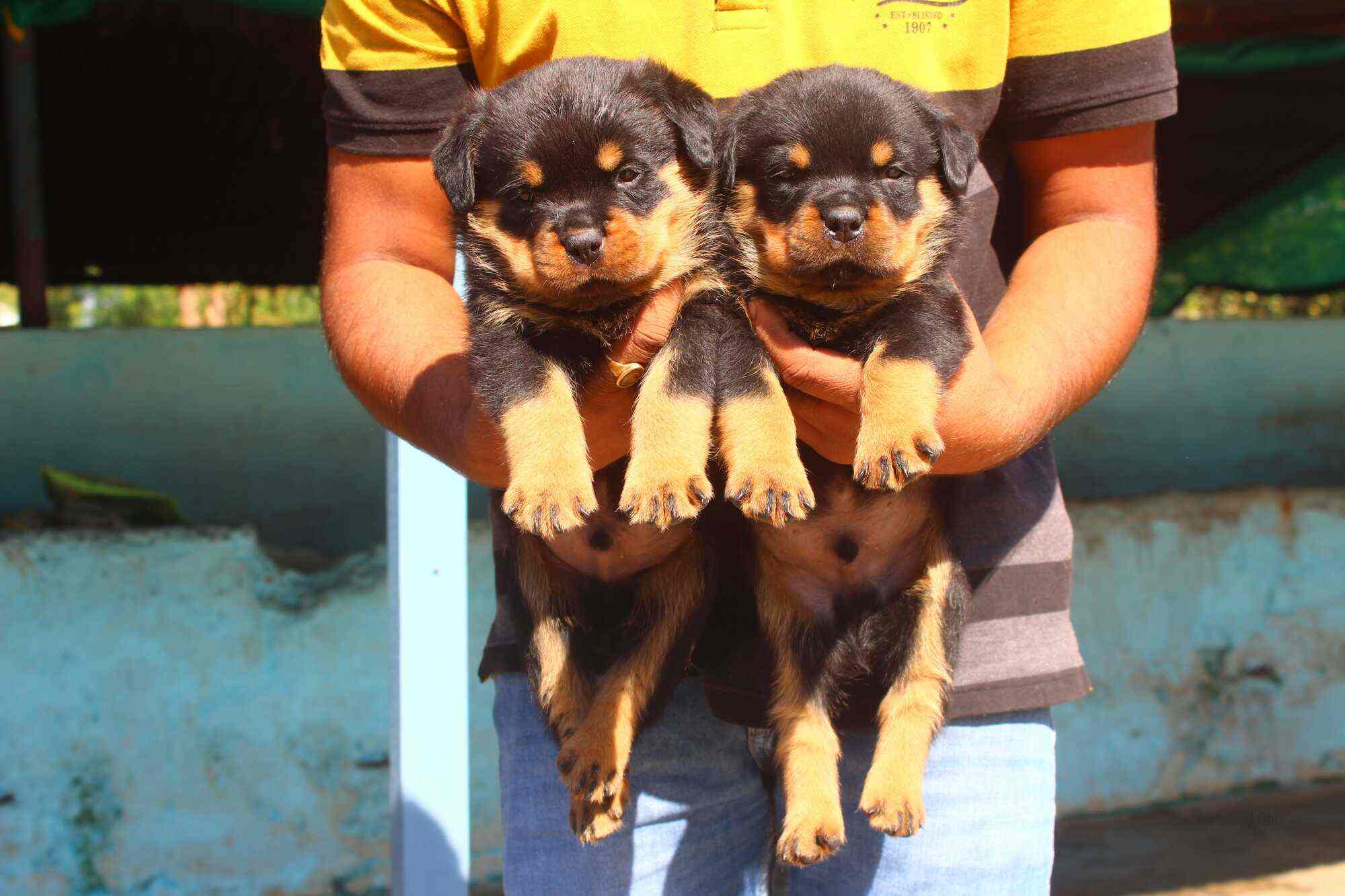 Top Dog Kennel Shops in Raisen, Bhopal - Best Dog Kennels Suppliers - Justdial Top Dog Kennel Shops in Raisen, Bhopal - Best Dog Kennels Suppliers - Justdial