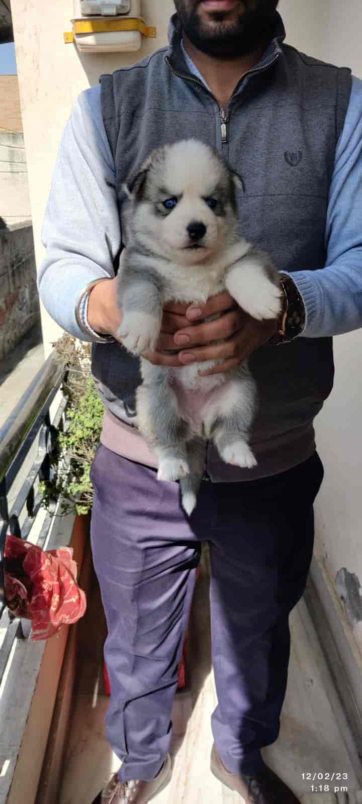 Top Pet Shops For German Shepherd Dog in New Market Best German