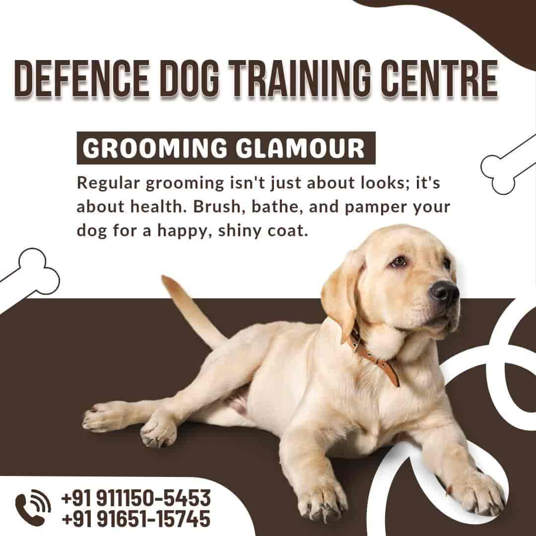 Boarding training school for dogs near me hotsell