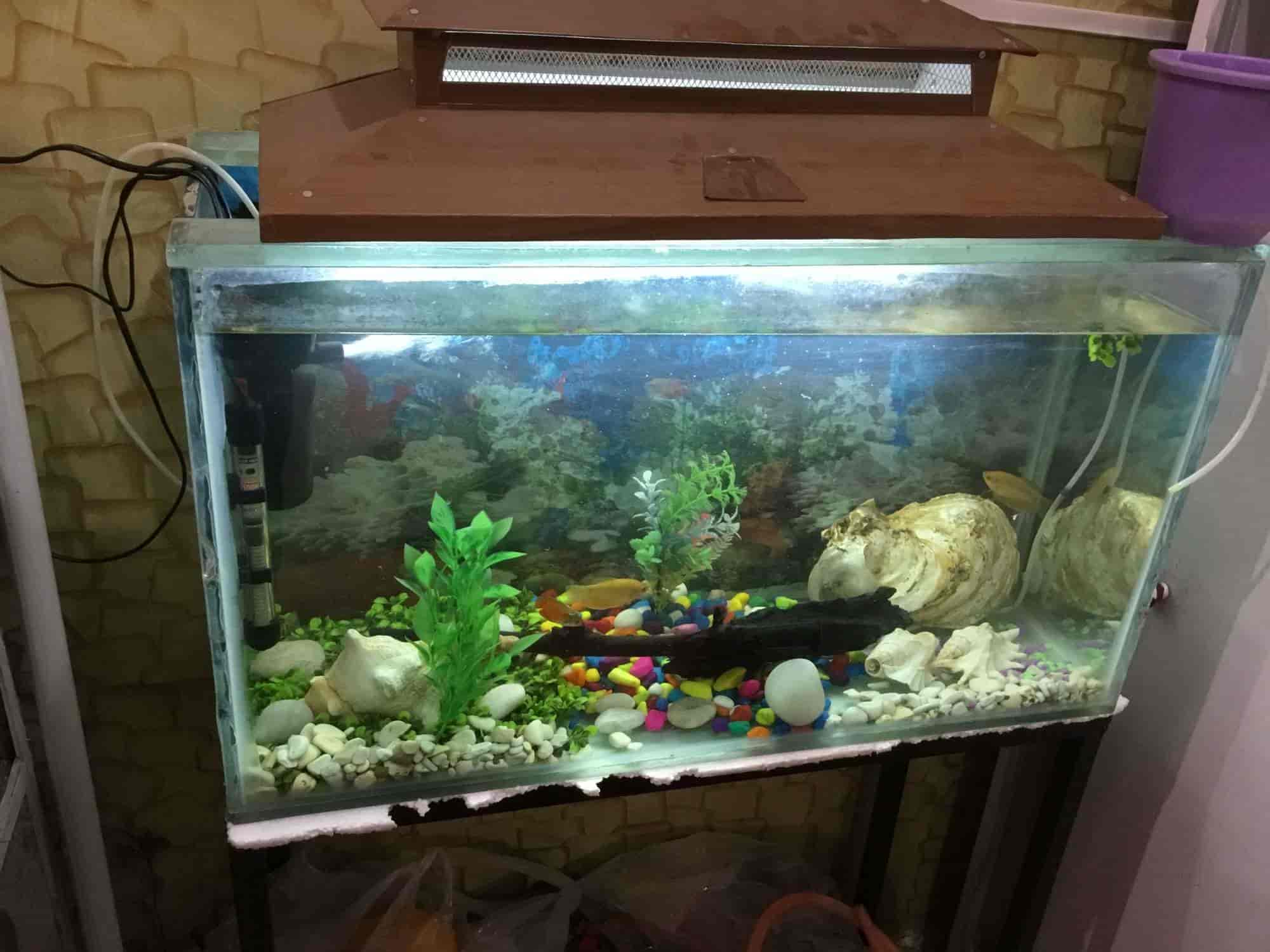 Top Aquarium Silver Arowana Fish Dealers in Bhopal near me Justdial