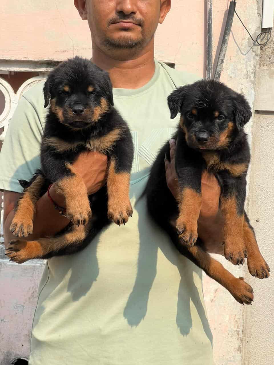 Top Pet Shops in Bhopal Best Pet Store near me Justdial