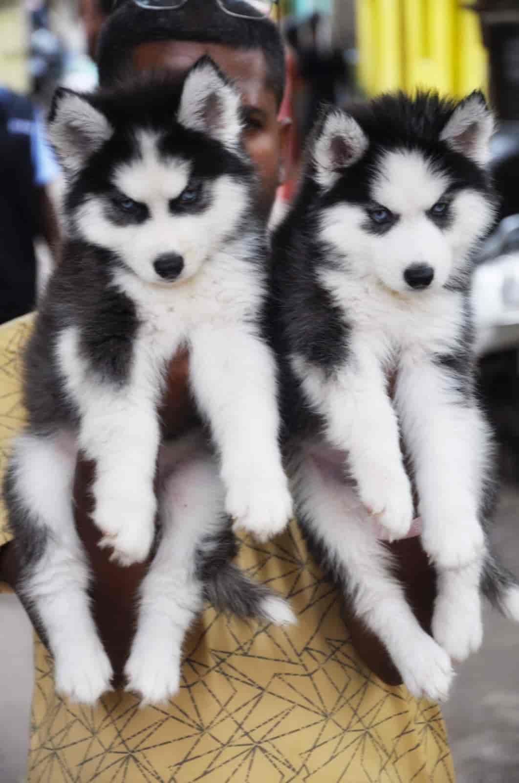 Top Pet Shops in Bhopal Best Pet Store near me Justdial