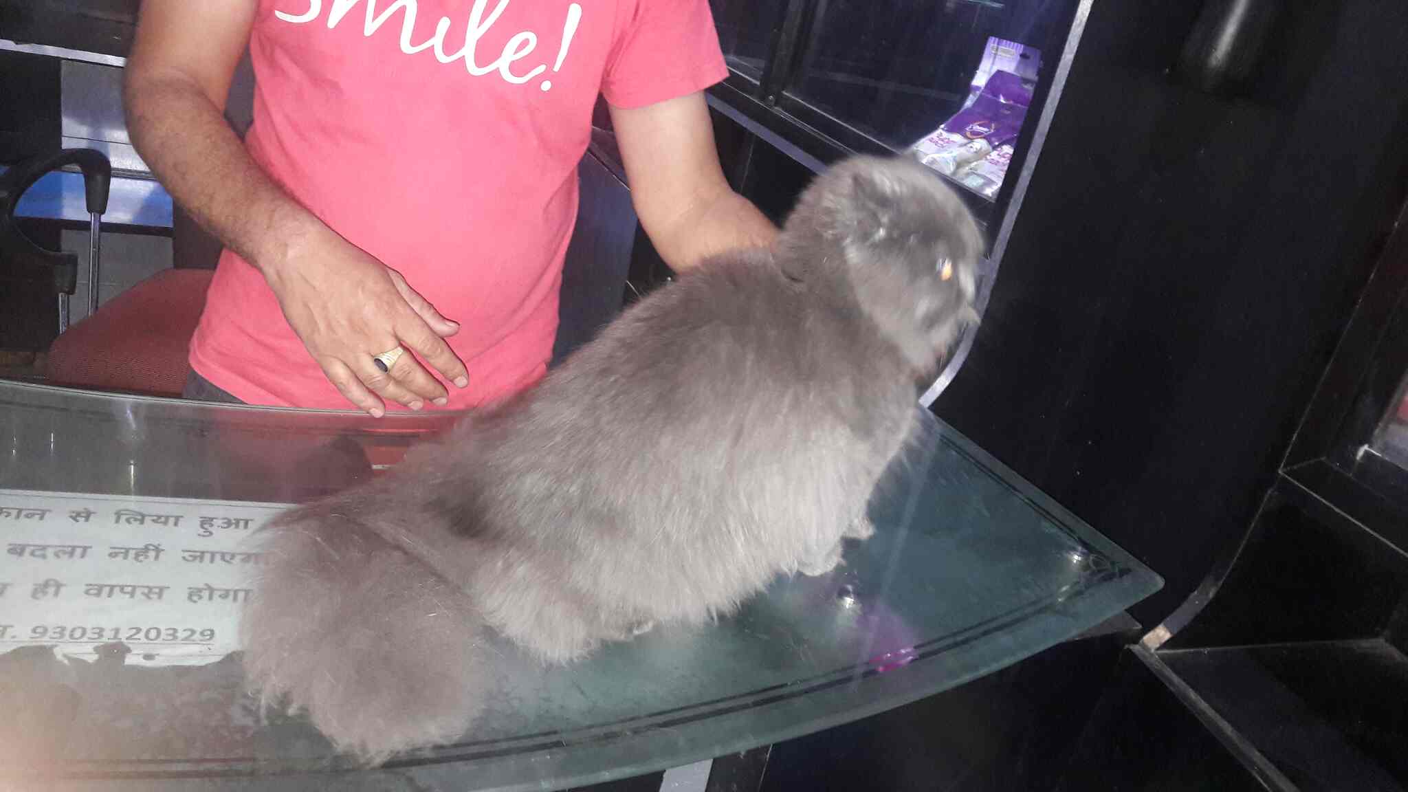 Top Pet Shops in Bhopal Best Pet Store near me Justdial