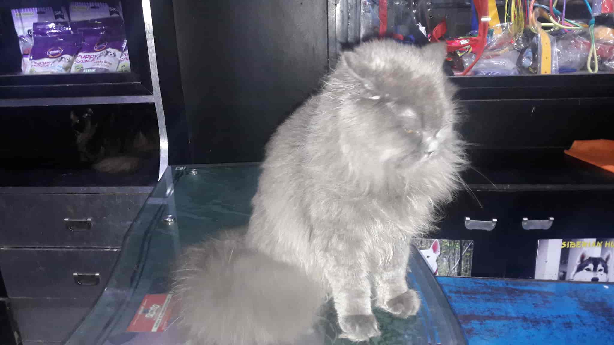 Top Pet Shops in Bhopal Best Pet Store near me Justdial