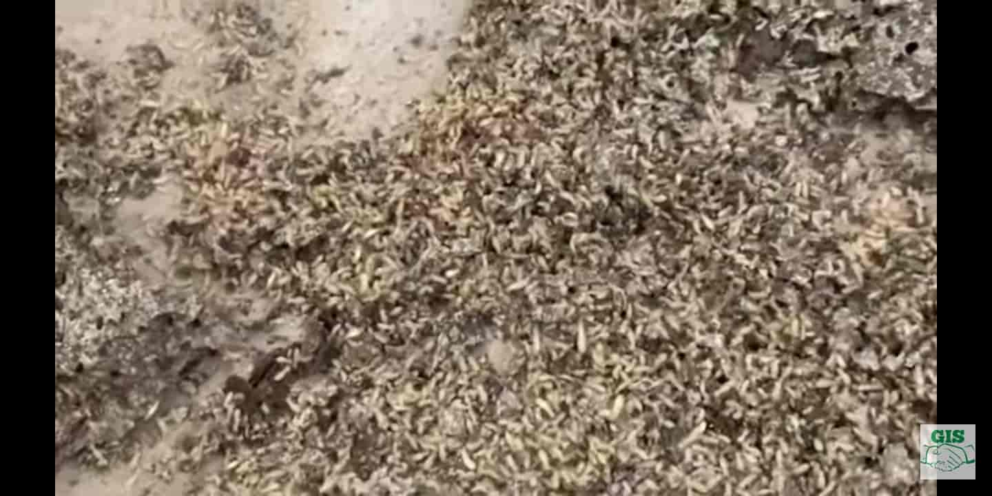 Top Pest Control Services For Snakes in Lucknow Best Pest Control