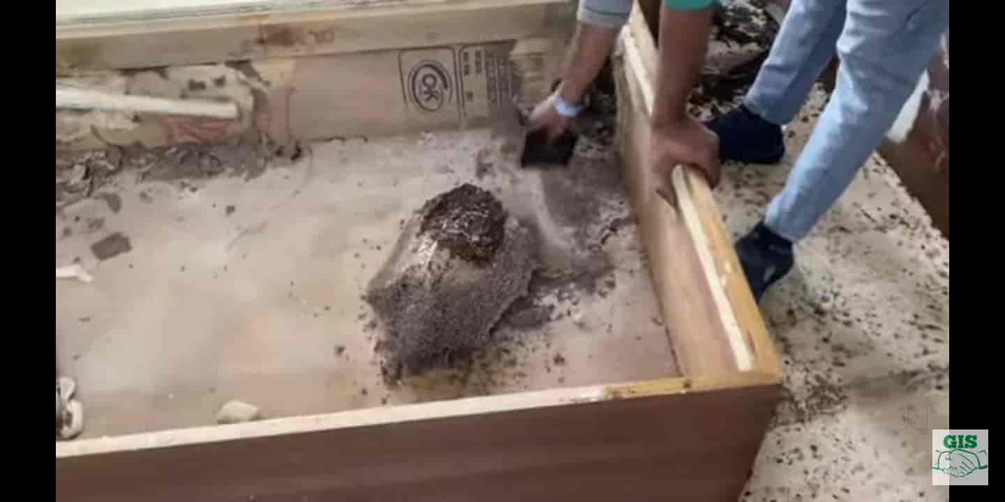 Top Pest Control Services For Snakes in Lucknow Best Pest Control