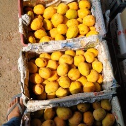 Maa Charchika Fruits (Mcf) in Nayapalli, Bhubaneshwar - Best Fruit ...