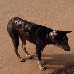 People For Animals in Sahid Nagar - Best Welfare Organisations in Bhubaneshwar - Justdial People For Animals in Sahid Nagar - Best Welfare Organisations in Bhubaneshwar - Justdial