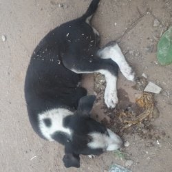 People For Animals in Sahid Nagar - Best Welfare Organisations in Bhubaneshwar - Justdial People For Animals in Sahid Nagar - Best Welfare Organisations in Bhubaneshwar - Justdial