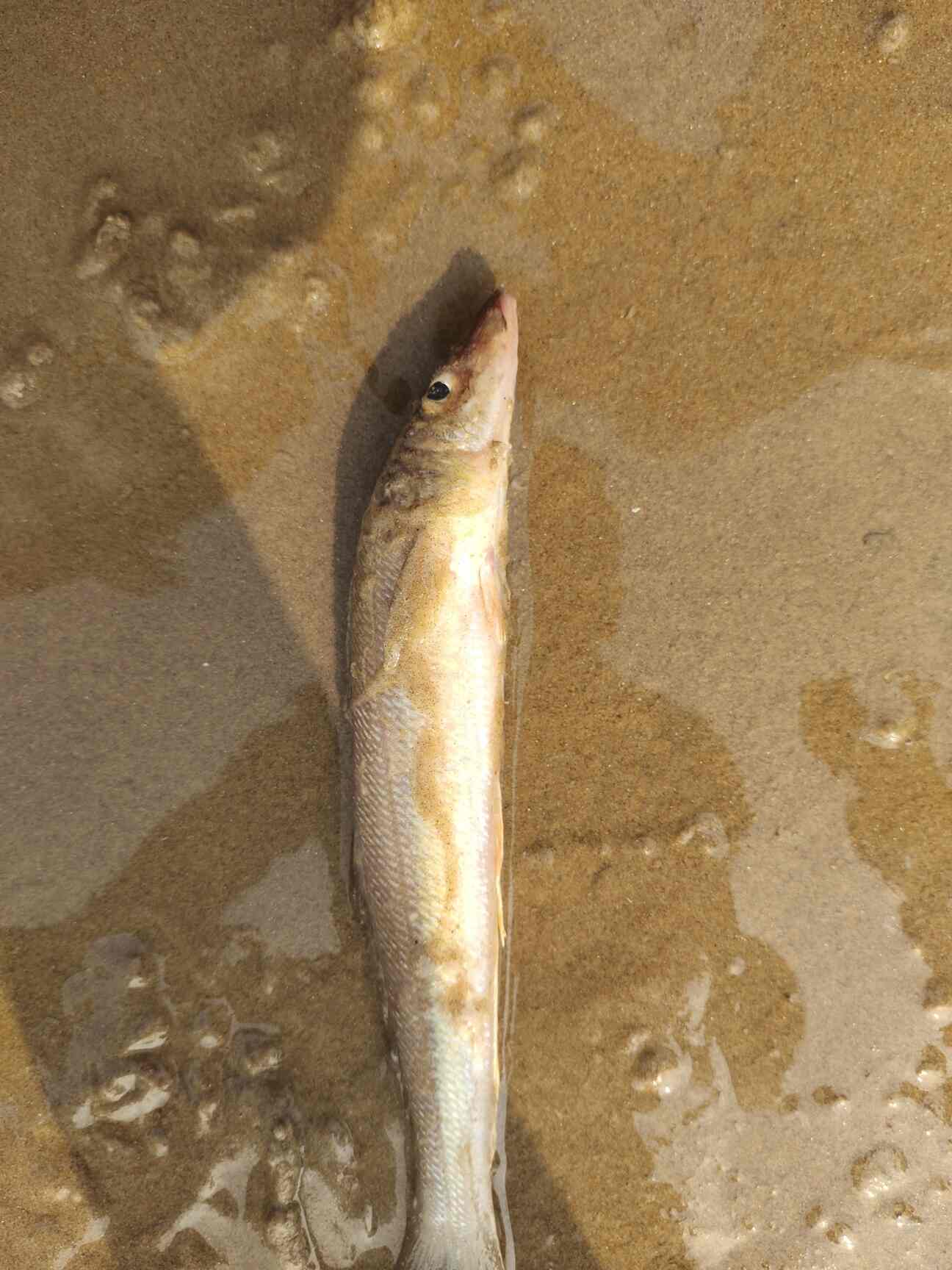 Top Fish Markets in Leela ColonyTambaram Best Seafood Market Justdial