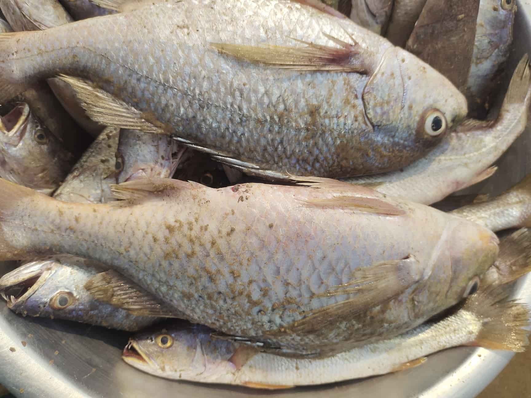 Top Fish Markets in Leela ColonyTambaram Best Seafood Market Justdial