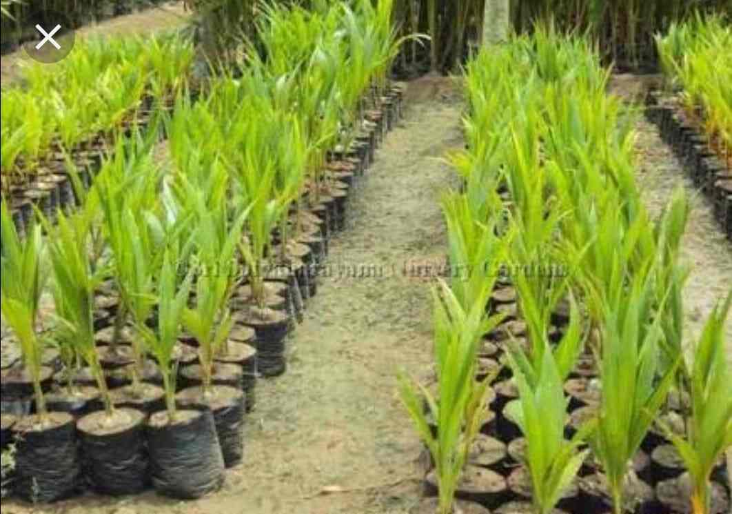 Top Banana Plant Wholesalers in Bhubaneshwar बनाना प्लांट
