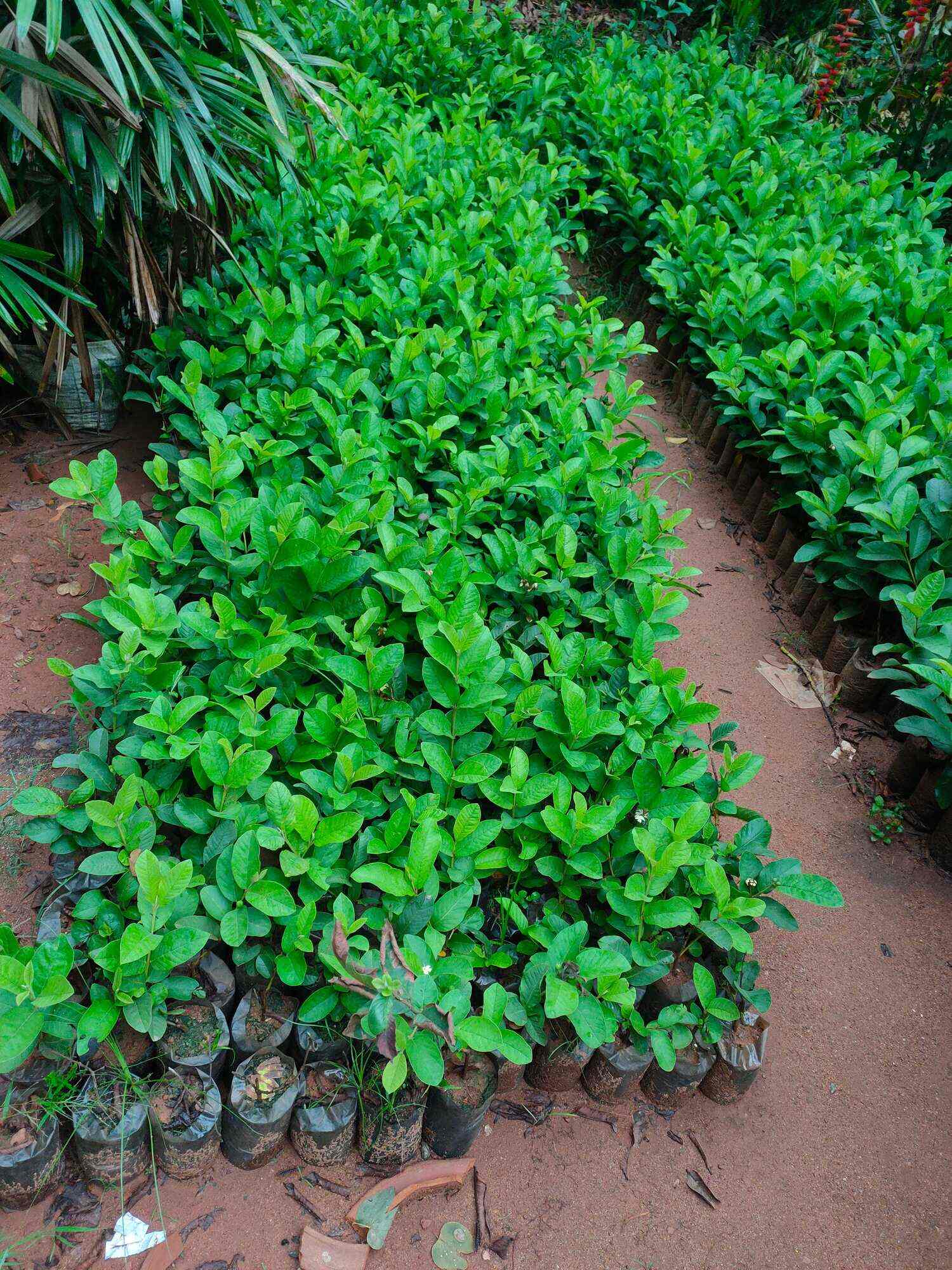 Top Banana Plant Wholesalers in Bhubaneshwar बनाना प्लांट