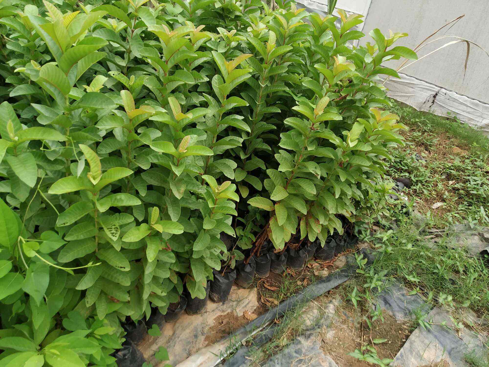 Top Banana Plant Wholesalers in Bhubaneshwar बनाना प्लांट