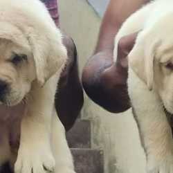 Jb wholesale pet clearance