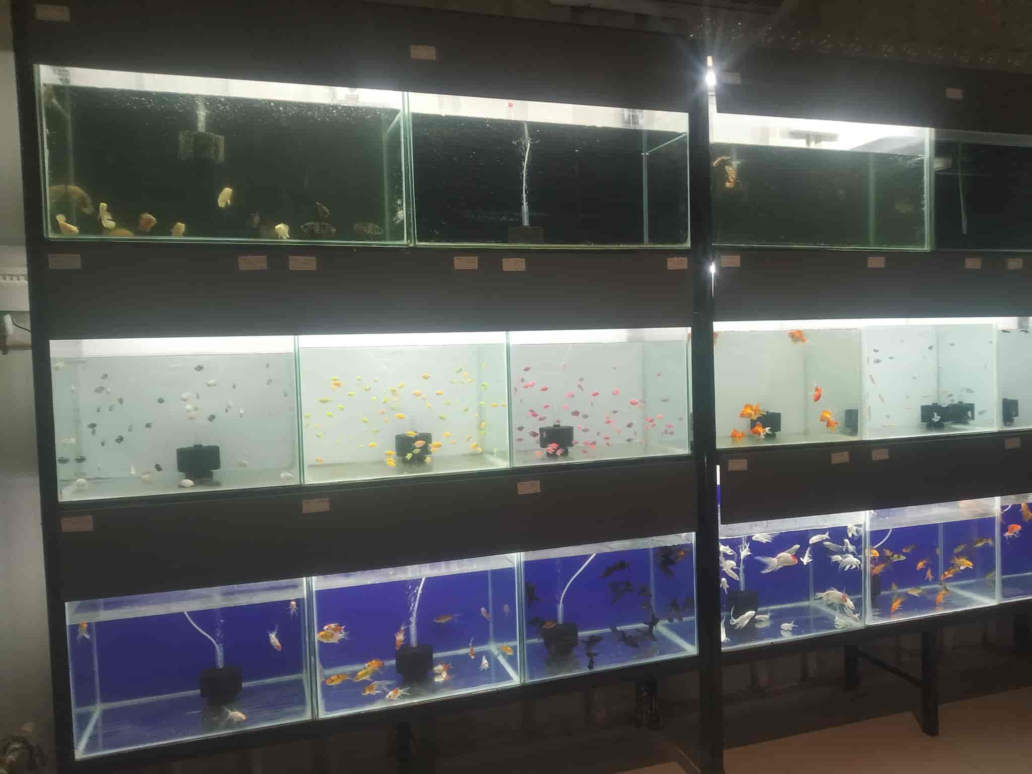 Loyal Lovers The Pet Mall in Link Road,Bilaspurchhattisgarh Book