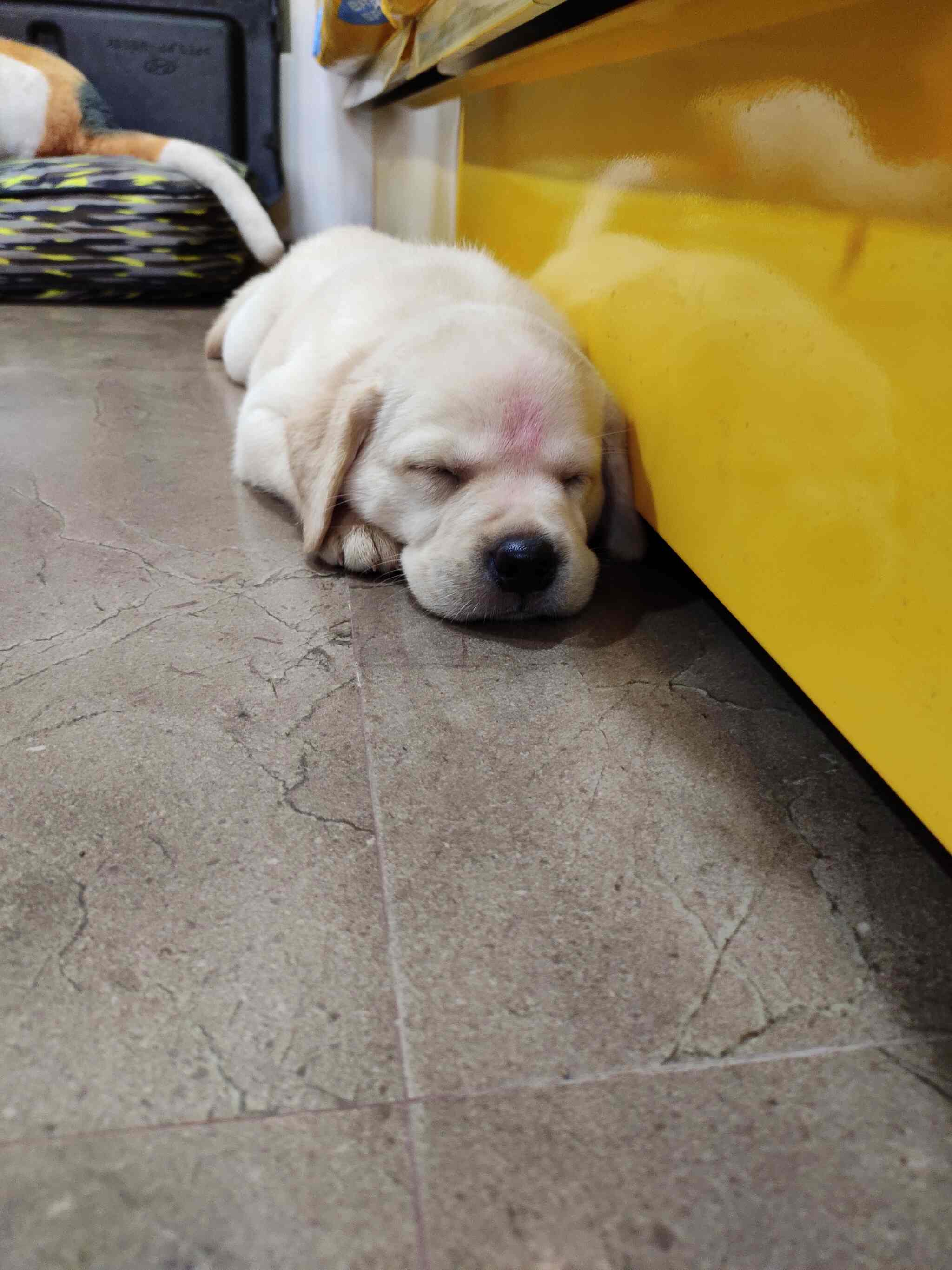 dog shop in bilaspur