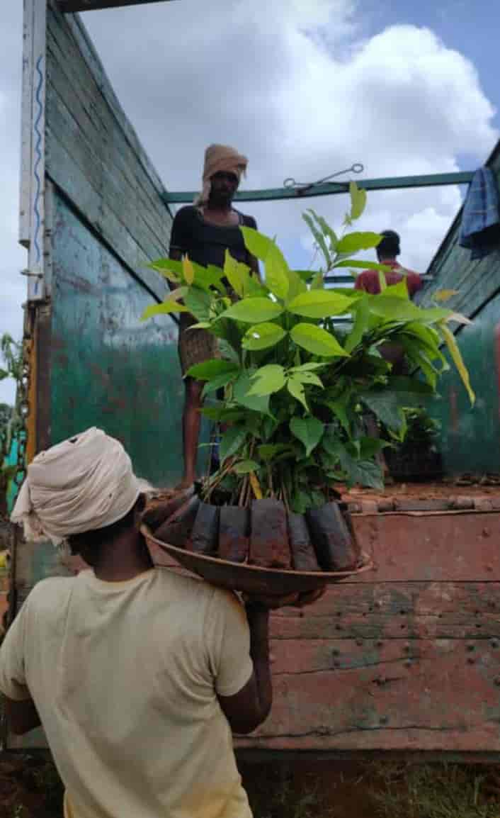 Top Ganga Nursery Plant Nurseries in Kozhikode Best Ganga Nursery