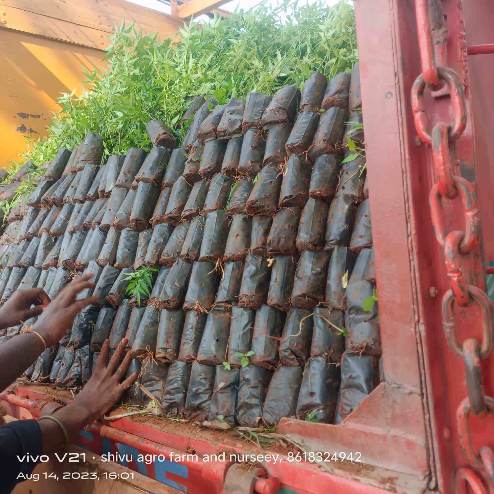 Top Ganga Nursery Plant Nurseries in Kozhikode Best Ganga Nursery