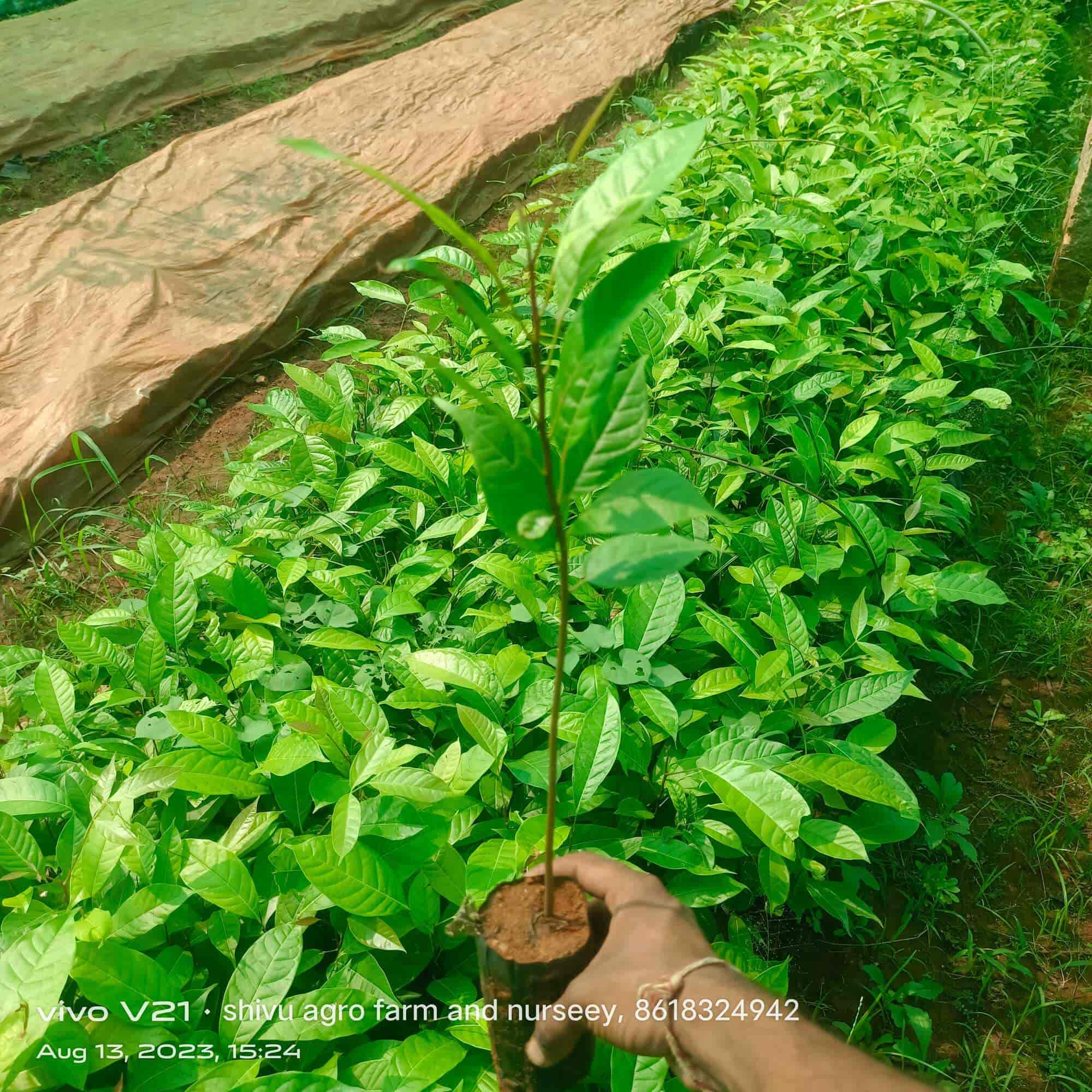 Top Ganga Nursery Plant Nurseries in Kozhikode Best Ganga Nursery