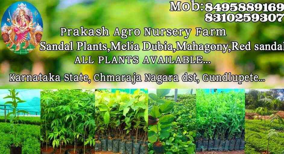 Top 30 Sandalwood Plant Nurseries In Bangalore सन दलव ड प ल ट नर सर ज ब गल र Best Red Sandalwood Plant Nurseries Justdial