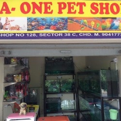 one pet shop