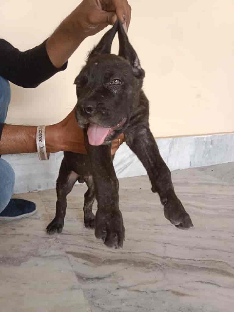 Top Pet Shops For Dog in Derabassi,Zirakpur Best Pet Supplies Store near me Justdial