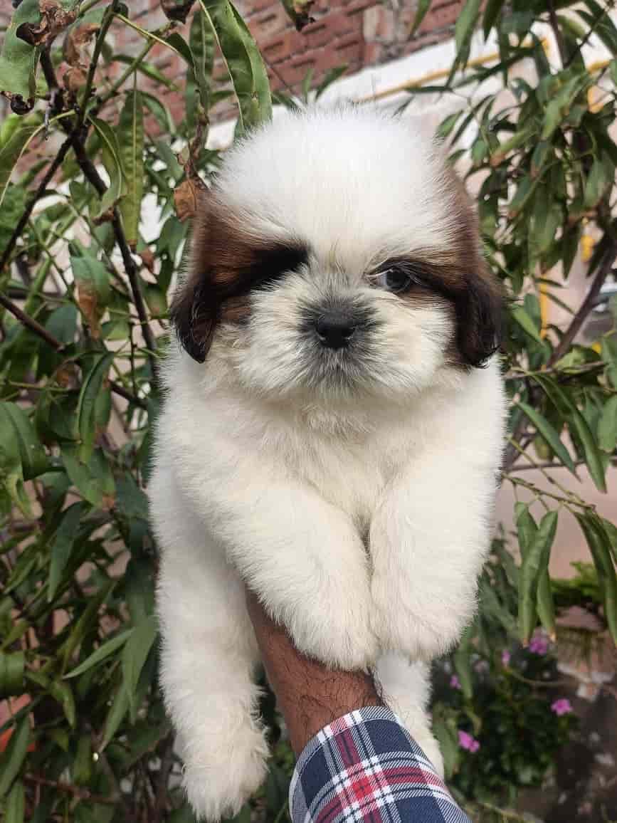 Top Pet Shops in Chandigarh Best Pet Store near me Justdial